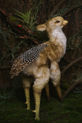 Ban Lu Jiu-Spotted Deer-Hawk